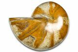 Polished Fossil Nautilus (Cymatoceras) - Madagascar #378984-1